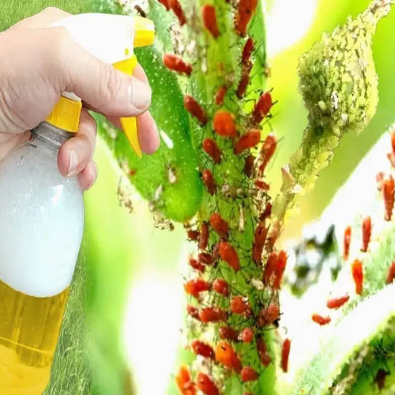 Kalidagro • Shurigan® 500cc, Insecticida, Cipermetrina. Avgust.