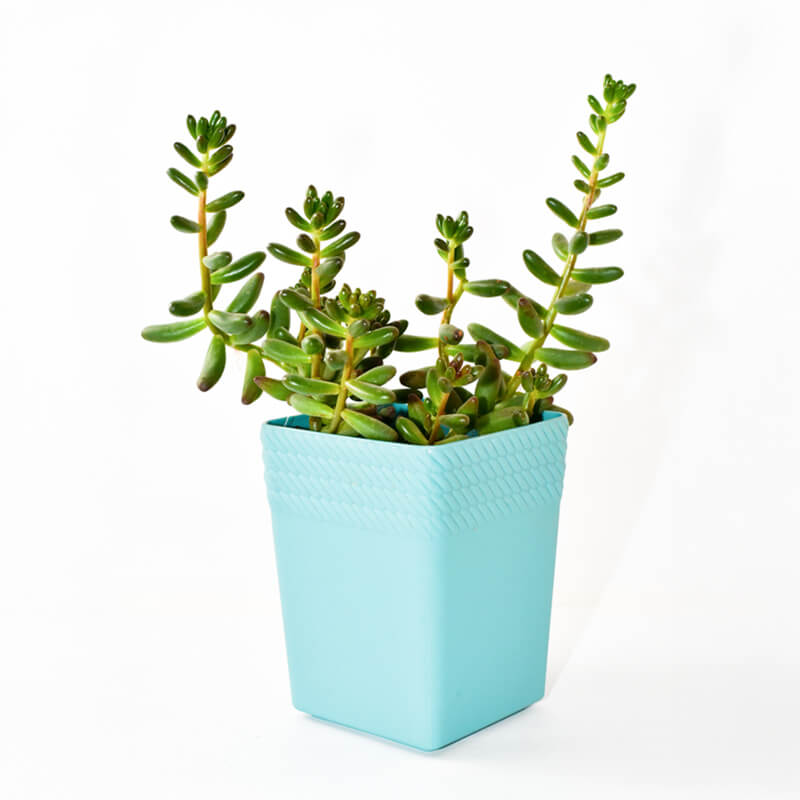 Productos Ecológicos