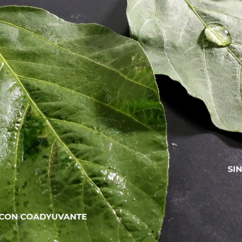 Coadyuvante