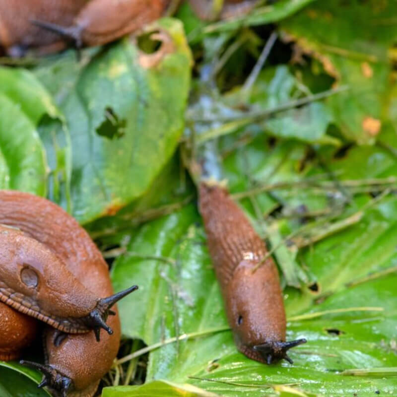 Molusquicida