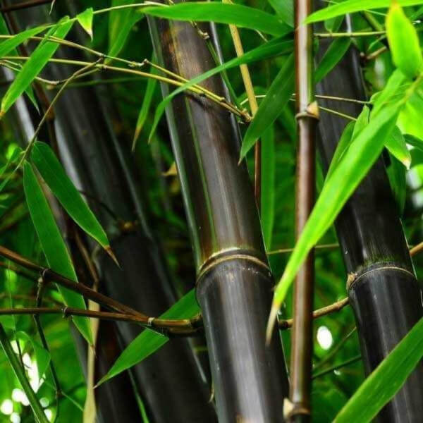 Bambú negro (Bambusa Lako)