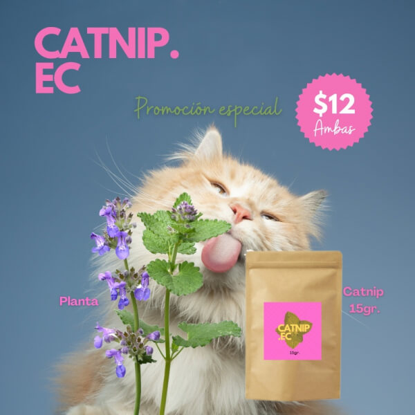 Catnip promoción. Planta + envase de 15 g.