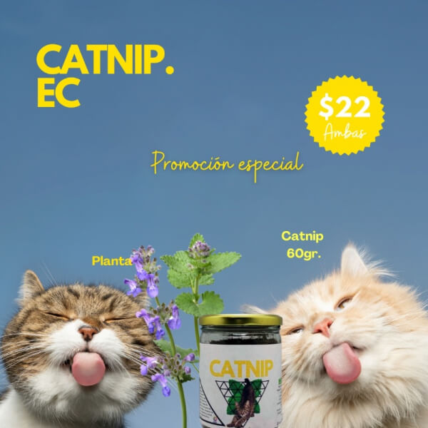 Catnip promoción. Planta + envase de 60 g.
