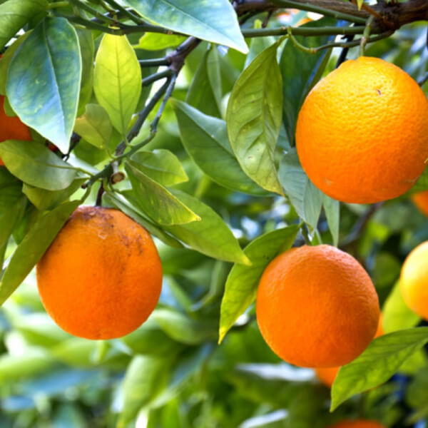 Naranja