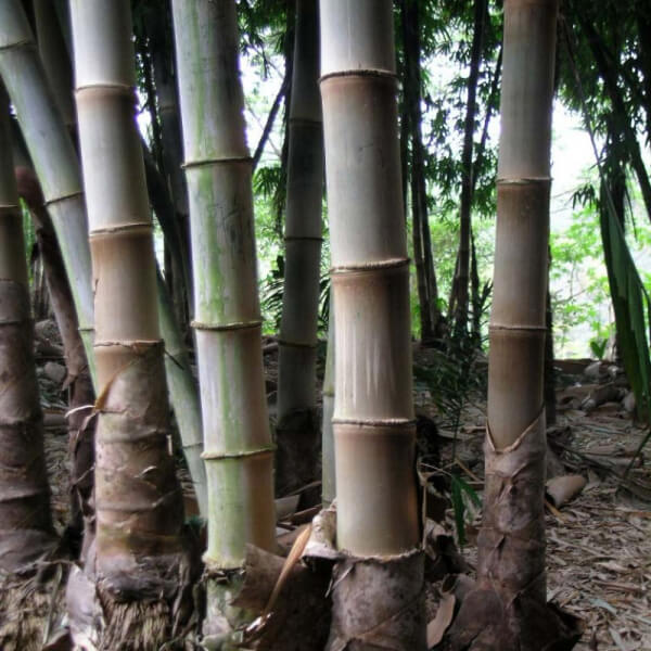 Bambú Gigante (Dendrocalamus giganteus)
