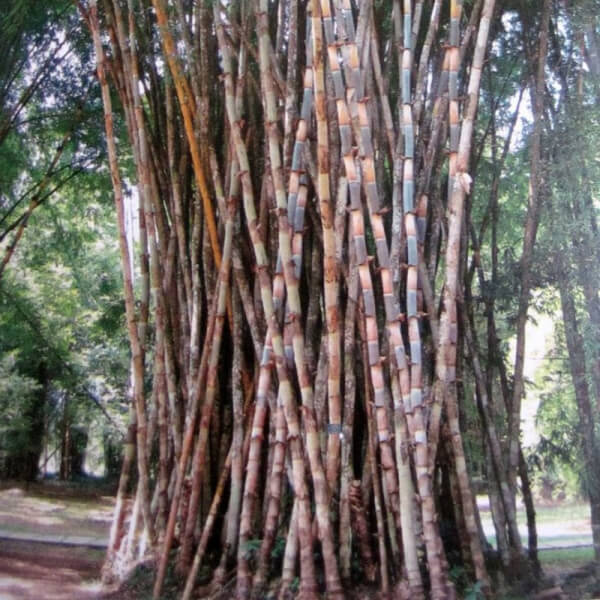 Bambú Blanco (Bambusa Polhymorpha)