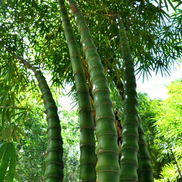 Bambú Barriga de Buda (Bambusa Ventricosa)