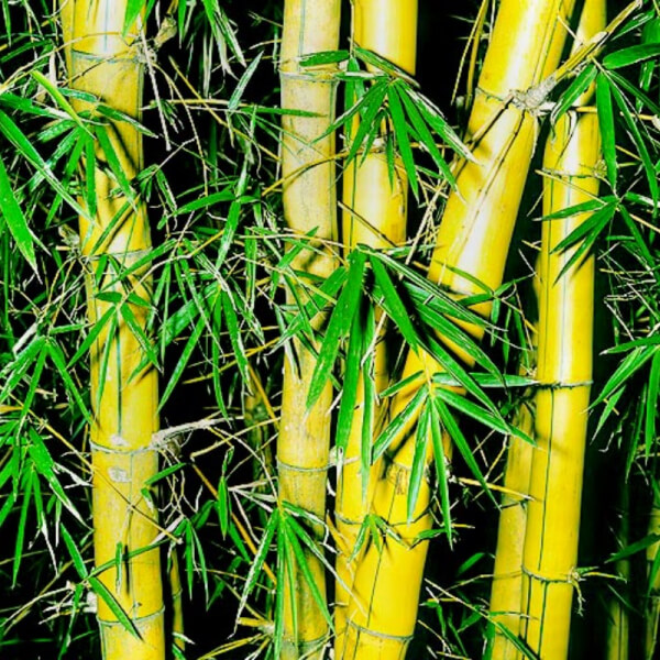 Bambú Cabeza de dragón (Bambusa Vulgaris)