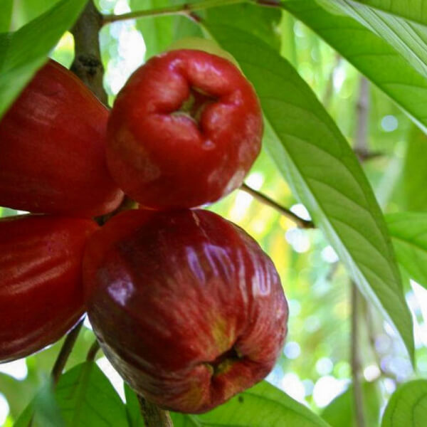 Pomarrosa (Syzygium malaccense)