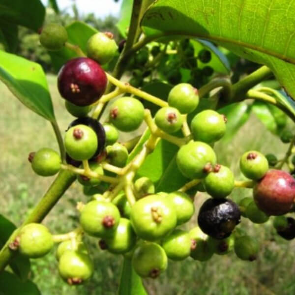 Pimienta de Jamaica (Pimienta Dioica)