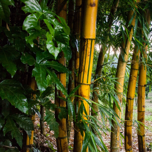 Bambú amarillo