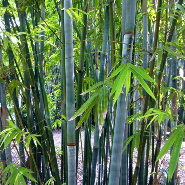 Bambú Azul Tropical