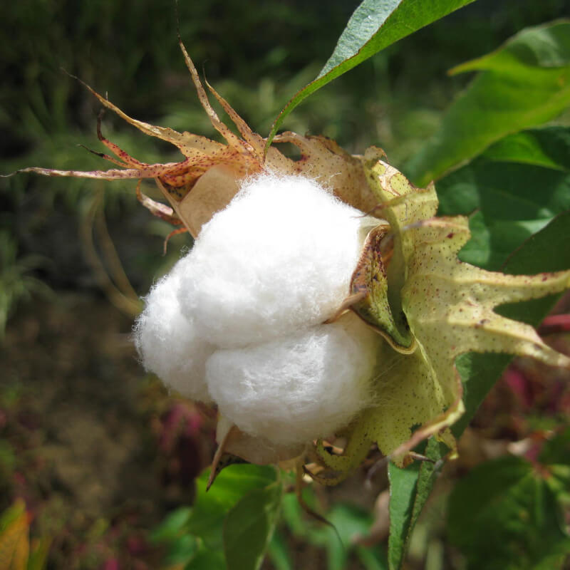 Planta de algodón (Gossypium Barbadense)