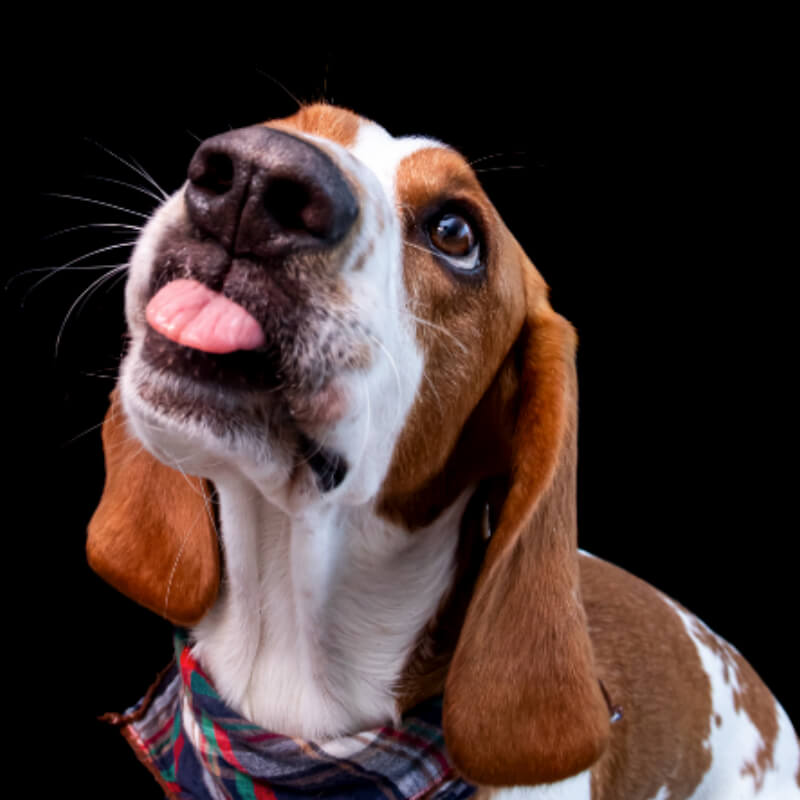 Sesión de Fotos PRO en estudio para perros y gatos