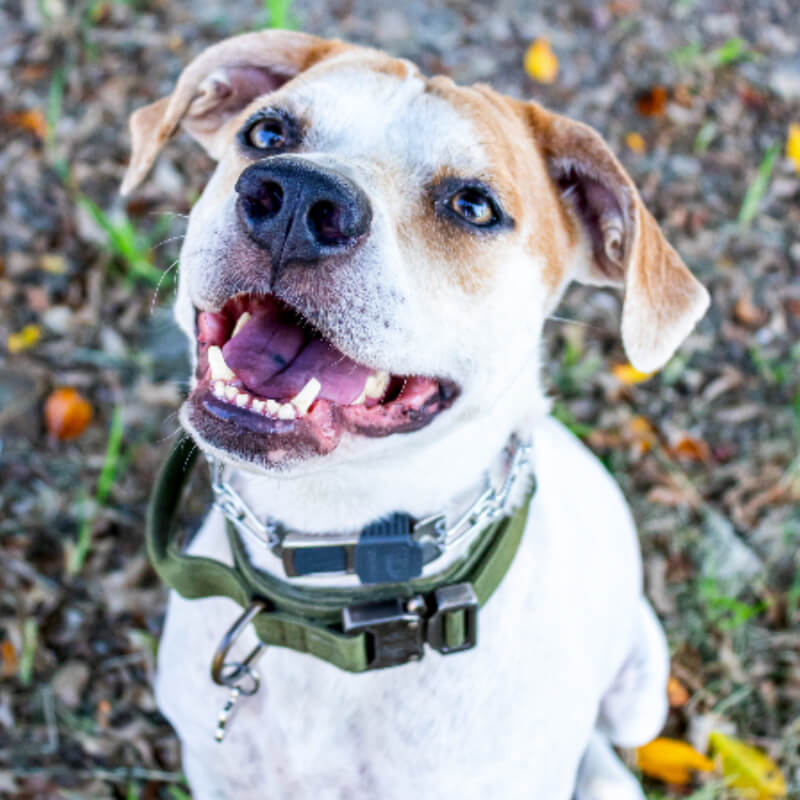 Standard Sesión de Fotos en al Aire Libre de perros