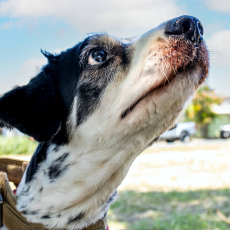 Sesión de Fotos PRO en al Aire Libre de perros