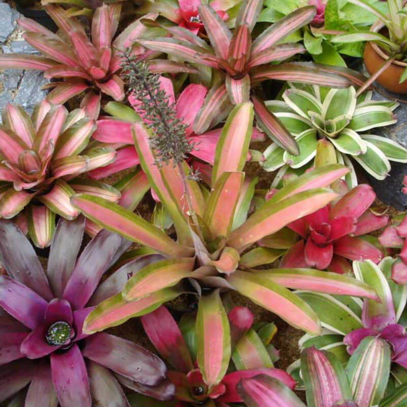 Bromelias