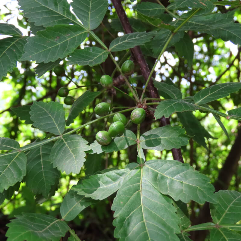 Planta de Palo Santo