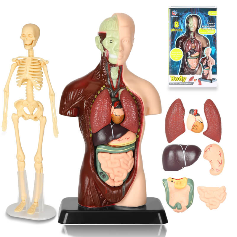 Modelo anatomía medio cuerpo humano