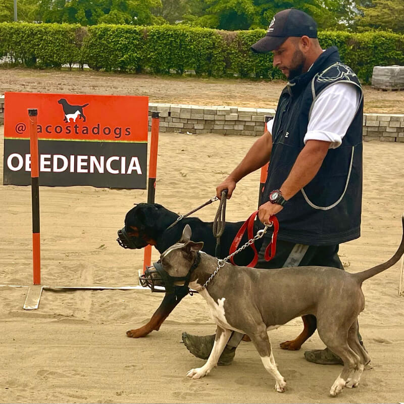 Servicios de Entrenamiento Canino