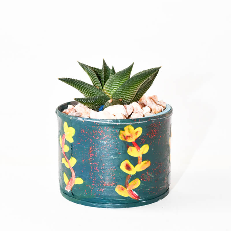 Crassula Ovata: El Árbol de Jade