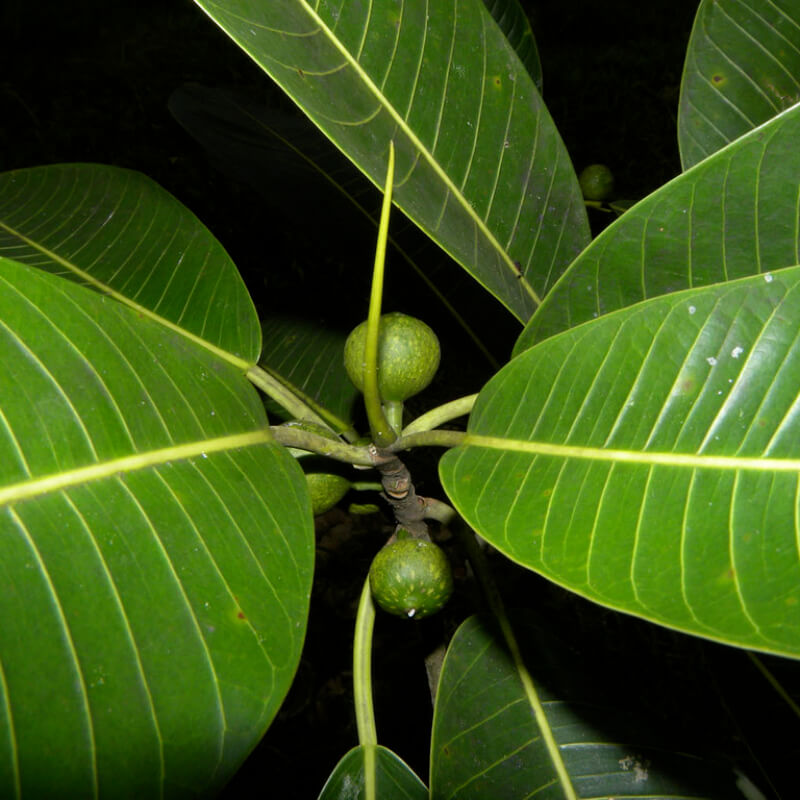 Ficus Insipida (Arbol de caucho, higuera blanca, matapalo)