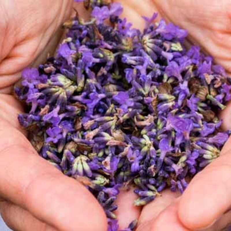 Flores de Lavanda x Kilo