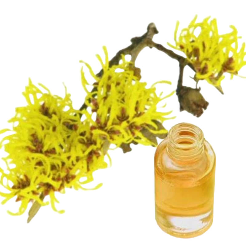 Hamamelis x Litro